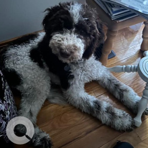 Missing: Black and White Female Mini Goldendoodle Dog from Freedom Road, Summertown