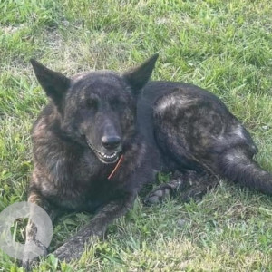 Missing: Black Male German Shepherd Dog from Freedom Road, Summertown