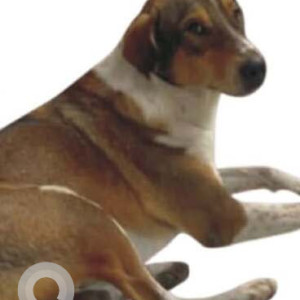 Missing: White-Brown Mix Male Indie Dog from Shahbad diary Rohini-2