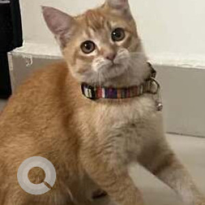 Missing: White-Brown Mix Female Indie Cat from Stage 2, BTM Layout, Bangalore