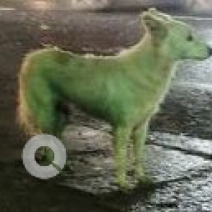 Found: Brown Female Indie Dog from Sangolda Shack Restaurant (Sangolda)-2