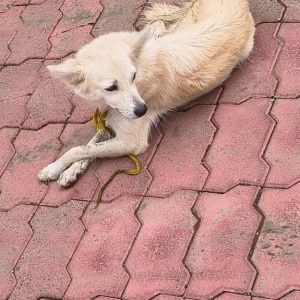 A White-Brown Mix Indie Dog Found from Amravati, Amravati-2