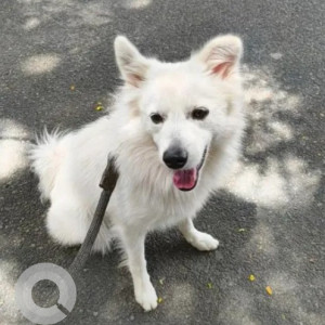 A White Pomeranian Dog Found from Vijayanagar, Bengaluru