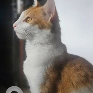 A White-Brown Mix Indie Cat Missing from Electronic City, Bengaluru-2