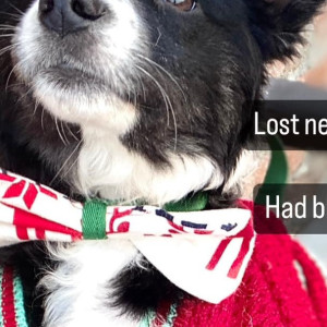 Missing: Black and White Male Indie Dog from Govindpuri gali number-6-3