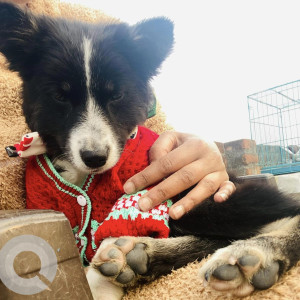 Missing: Black and White Male Indie Dog from Govindpuri gali number-6-2