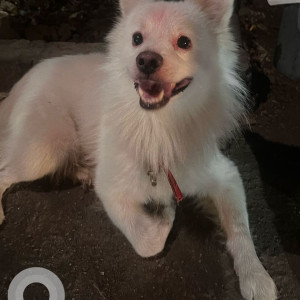 Found: White Male Pomeranian Dog from Neelkanth Vihar society in Vidya Vihar, Ghatkopar East-3