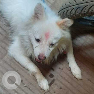 Found: White Male Pomeranian Dog from Neelkanth Vihar society in Vidya Vihar, Ghatkopar East-2