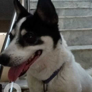 Missing: Black and White Male Indie Dog from Balaji Nagar near Yapral