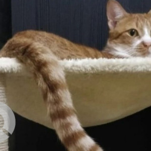 Missing: Orange Female Indie Cat from B-18, Gulshan, Gokuldham, Goregaon east-2