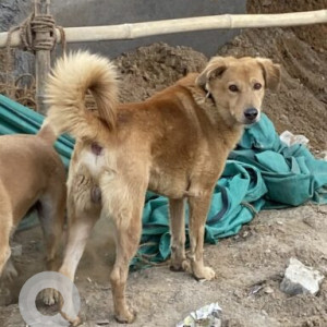 Found: Brown Not Available Indie Dog from New Atish Market Metro Station, Jaipur