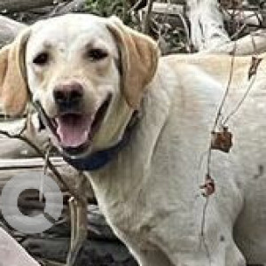 Found: White Female Labrador Dog from NGEF layout, Mallathahalli
