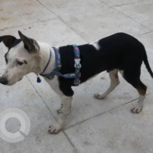 A Black and White Indie Dog Found from Ejipura, Bengaluru-4