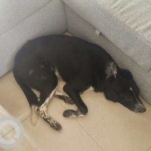 Found: Black and White Male Indie Dog from Kalamboli, Navi Mumbai-2