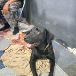 Found: Black Female Labrador Dog from Prakashnagar, bangalore-2