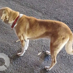 Indie dog roaming  near prime medical opposite Manisha bhel, karvenagar-2