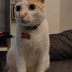 Missing: White-Brown Mix Male Indie Cat from Gopalan Atlantis, Ecc Road, Dodsworth Layout, Whitefield-2