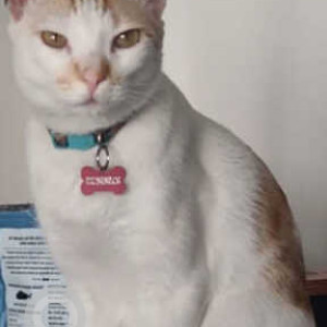 Missing: White-Brown Mix Male Indie Cat from Gopalan Atlantis, Ecc Road, Dodsworth Layout, Whitefield