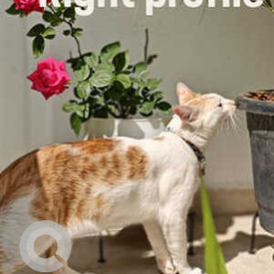 Missing: White-Brown Mix Male Indie Cat from Gopalan Atlantis, Ecc Road, Dodsworth Layout, Whitefield-3