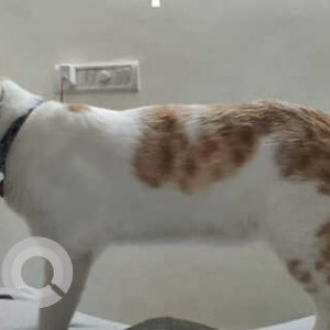 Missing: White-Brown Mix Male Indie Cat from Gopalan Atlantis, Ecc Road, Dodsworth Layout, Whitefield-4