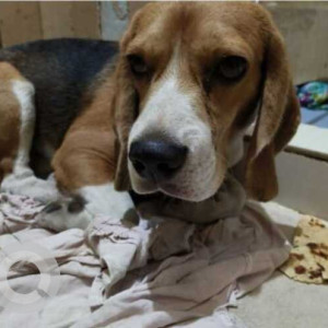 Found: White-Brown Mix Male Beagle Dog from Nimhans Quaters