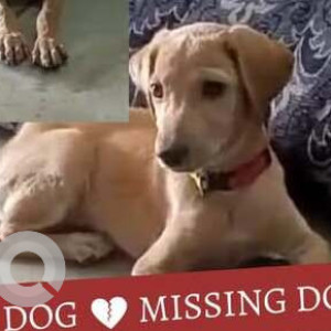 Missing: Brown Female Indie Dog from Ravi kumar dairy milk point, Sai ram nagar, Adharsh Nagar-2