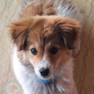 Missing: White-Brown Mix Female Indie Dog from Saranpur Chowk, Sitapaila