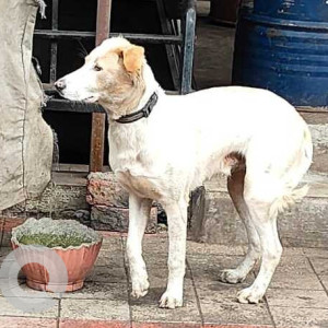 Missing: White-Brown Mix Male Indie Dog from Mangalwar Peth near Hdfc Bank