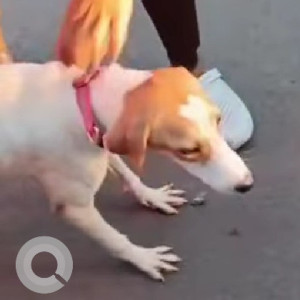 A White-Brown Mix Indie Dog Missing from Shivajinagar, Pune