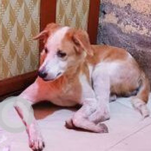 Missing: White-Brown Mix Male Indie Dog from Nalasopara East