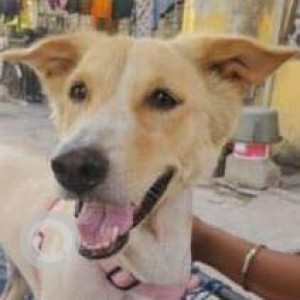 A White Indie Dog Missing from vejalpur, Ahmedabad