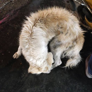 A White-Brown Mix Pomeranian Dog Found from Mulund West, Mumbai-2