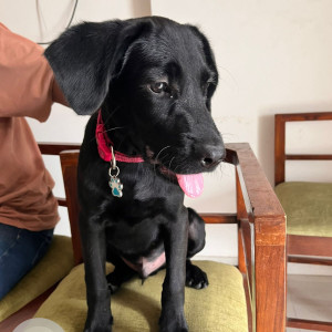 A Black Labrador Dog Found from Moshi, Pimpri Chinchwad