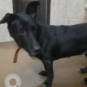 A Black Indie Dog Found from Altinho, Panaji-2