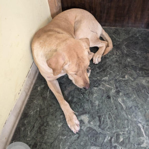 Found: White Male Indie Dog from Hauz Khas Near Police Station South Delhi-2