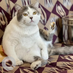 A White and Grey British Longhair Cat Cat Missing from Attiguppe, Bengaluru-2