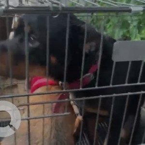 A Black and Brown Rottweiler Dog Missing from Sector 43, Gurugram-4