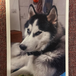 A White and Grey Husky Dog Missing from Mothrowala, Dehradun