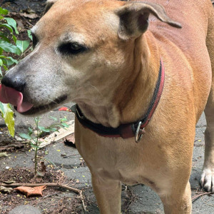 A White-Brown Mix Indie Dog Found from Versova, Thane