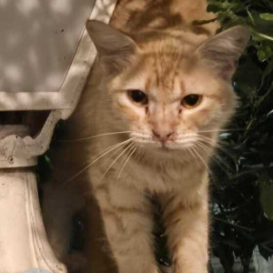 Found: Orange Female Indie Cat from RT Nagar Bus Depot