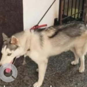 Found: White and Grey Male Husky Dog from Palavakkam-3