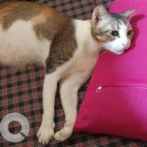 A White and Grey Tabby Cat Missing from Zone 2, Mumbai-2