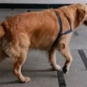 A Brown Golden Retriever Dog Found from Sanjeeva Reddy Nagar, Hyderabad-2