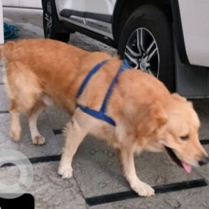 A Brown Golden Retriever Dog Found from Sanjeeva Reddy Nagar, Hyderabad