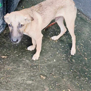 A White-Brown Mix Indie Dog Found from digital group Infotech hinjewadi phase1 near dassault systems