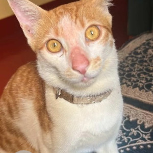 A White-Brown Mix Indie Cat Missing from Vimanapura, Bengaluru-2