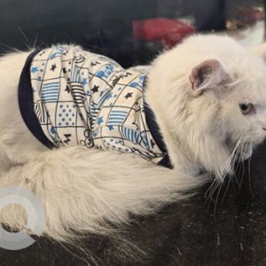 Found: White Male Persian Cat from Gold's Gym building, Road no. 12, Banjara hills-2