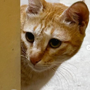 A White-Brown Mix Ginger cat Cat Missing from Bilekahalli, Bengaluru-2