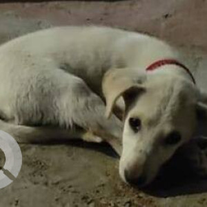 Missing: White Female Indie Dog from Kothapet SRL Colony-2