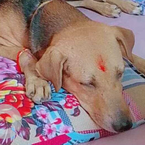 Missing: Black and Brown Male Indie Dog from Dubagga, Lucknow-2